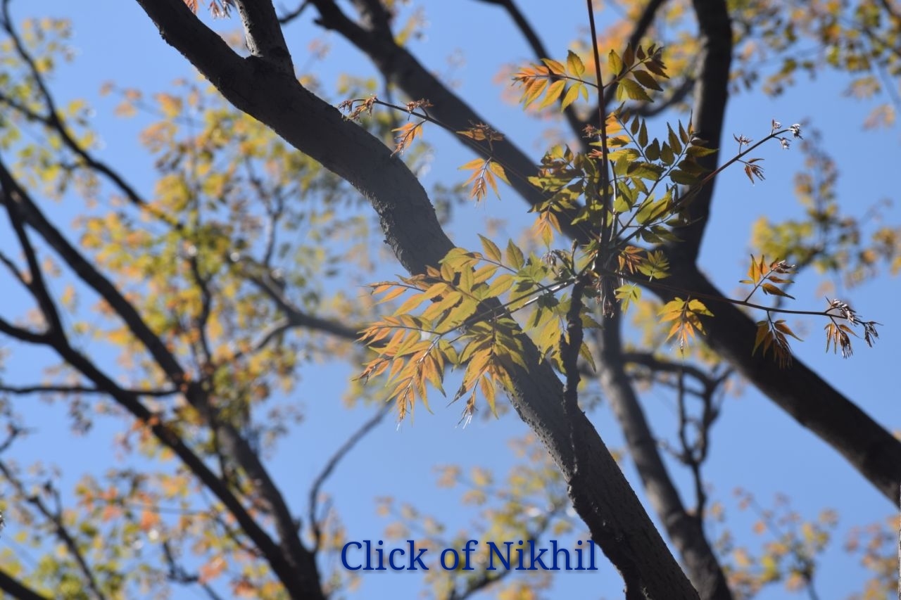 Photography Club Activity